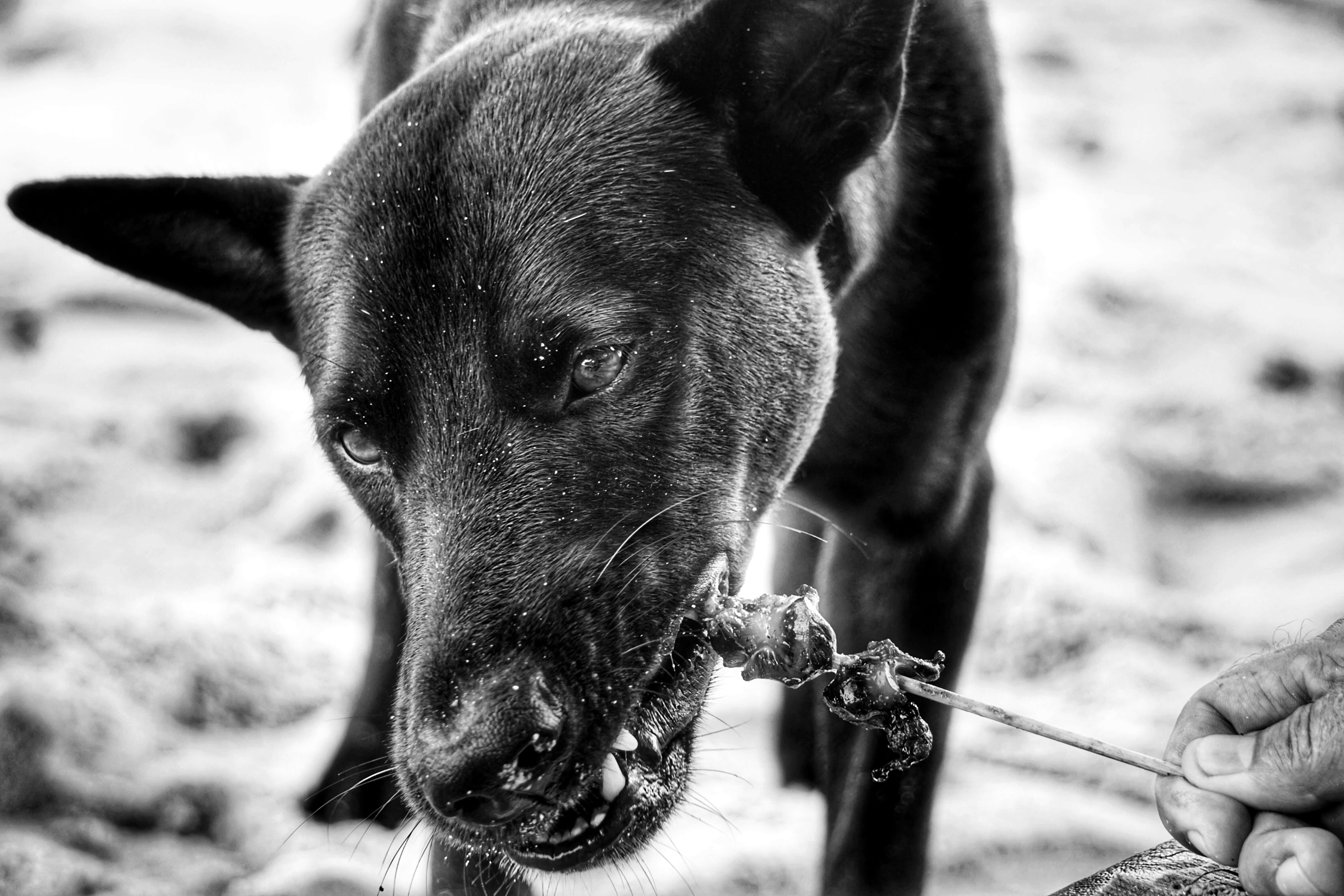 A happy rescued dog playing in its new home