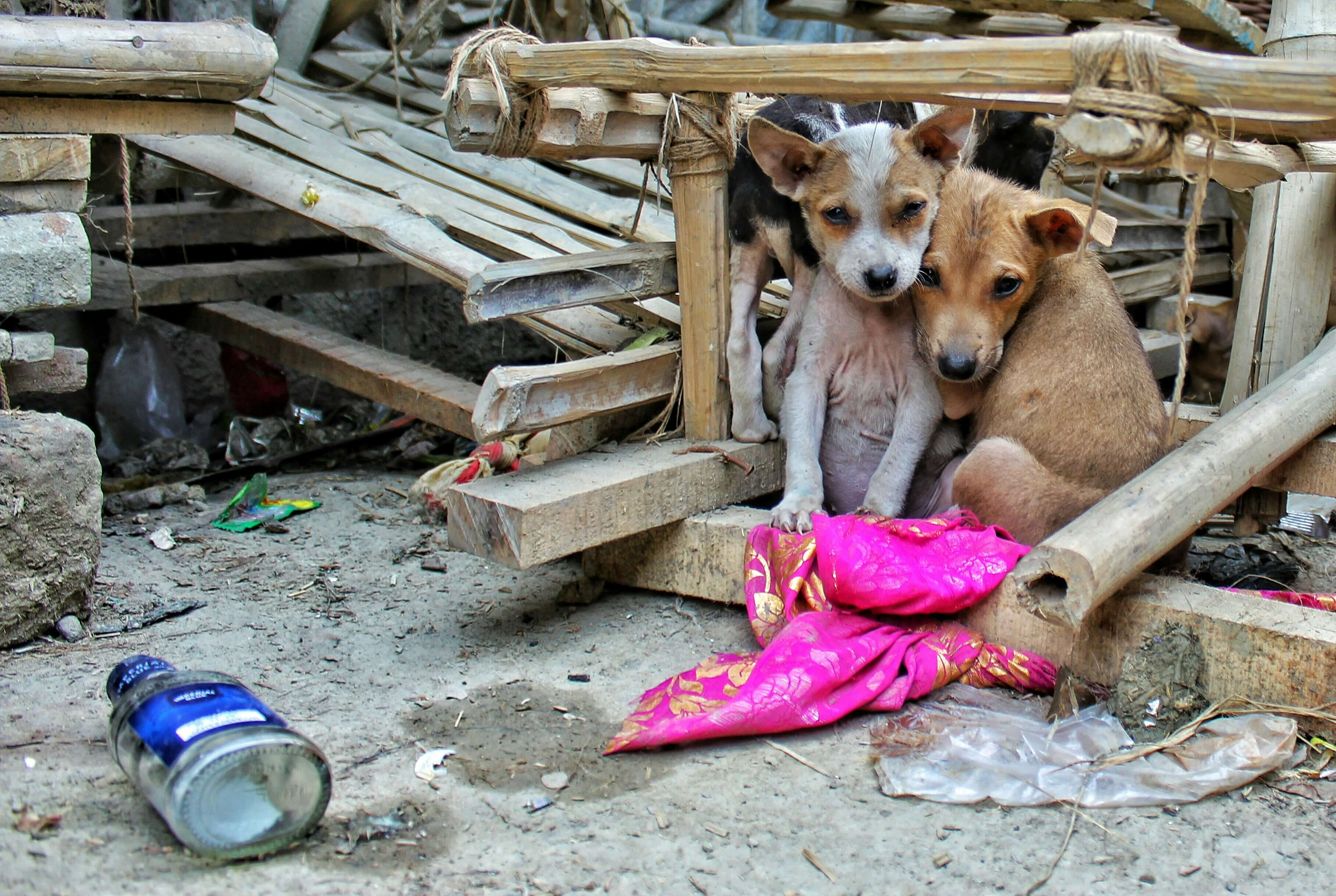 A stray dog sitting on the street, waiting for rescue